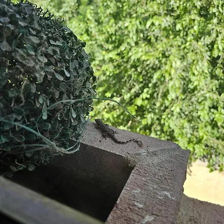 Pasteral Riu Ter La Cellera de Ter